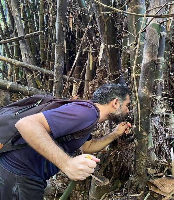 1 Day Trekking in Chiang Rai forest (walk only) - Tea plantations and the Chinese village