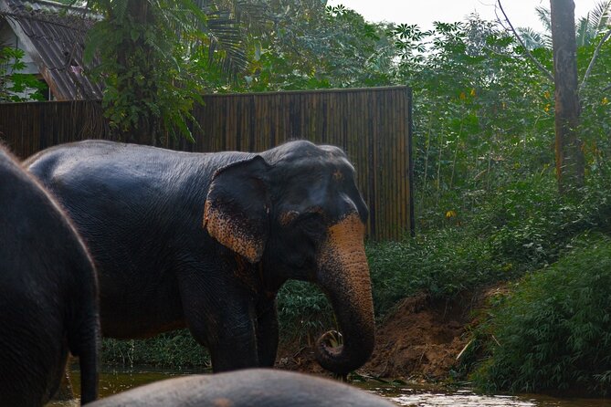 2-Hour Guided Eco-Tour & Transfer to Khaolak Elephant Sanctuary - Why the elephants, not the timetable, lead the visit