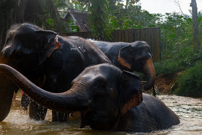 2-Hour Guided Eco-Tour & Transfer to Khaolak Elephant Sanctuary - Following the elephants through the jungle