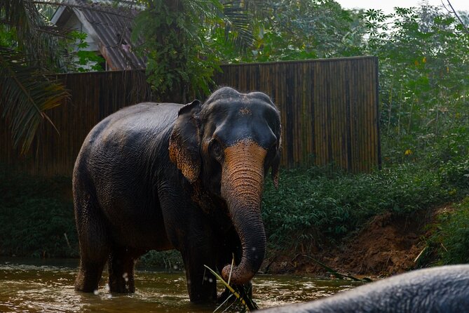 2-Hour Guided Eco-Tour & Transfer to Khaolak Elephant Sanctuary - Is $74.97 good value for two hours?
