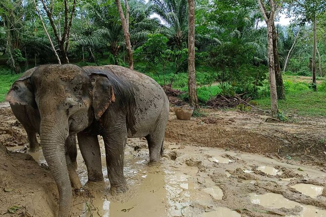 2-Hour Guided Eco-Tour & Transfer to Khaolak Elephant Sanctuary - Starting with bananas, sugar cane, and elephant stories