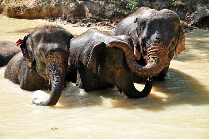 3-in-1: Doi Inthanon Tour, Elephant Sanctuary, and Trekking Trail - Doi Inthanon at 2,565 meters
