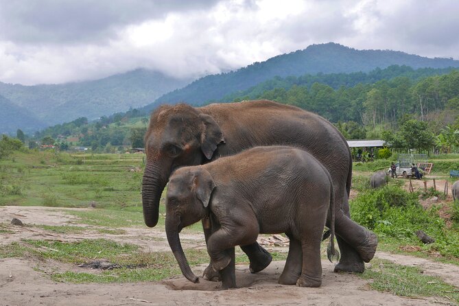 3-in-1: Doi Inthanon Tour, Elephant Sanctuary, and Trekking Trail - Pha Dok Siew trail and waterfall