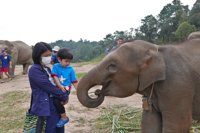 3-in-1: Doi Inthanon Tour, Elephant Sanctuary, and Trekking Trail - The King and Queen Pagodas