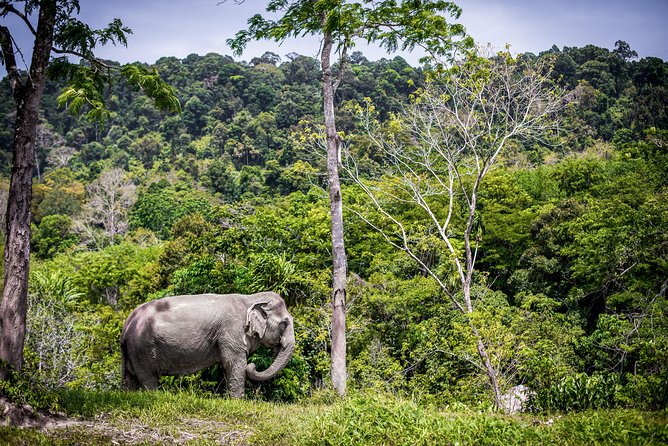 A Morning with the Elephants at Phuket Elephant Sanctuary - Is $97.83 a fair price?