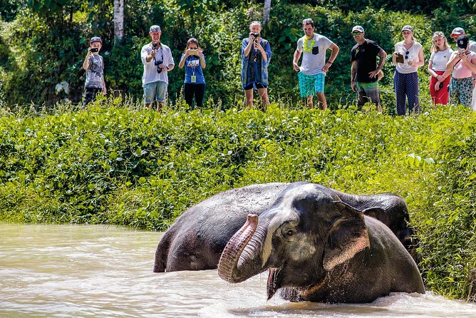 A Morning with the Elephants at Phuket Elephant Sanctuary - Who will enjoy this morning most?