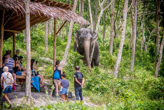 A Morning with the Elephants at Phuket Elephant Sanctuary - Following the elephants through 30 acres
