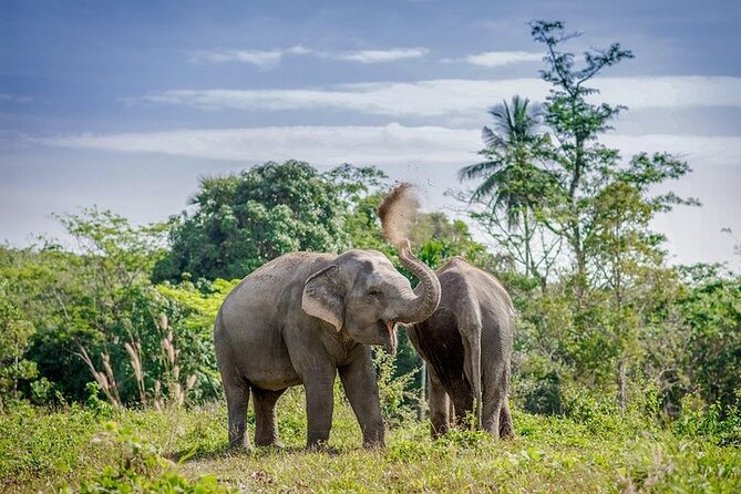 An Afternoon with the Elephants at Phuket Elephant Sanctuary - Arrival, snacks, and the short film
