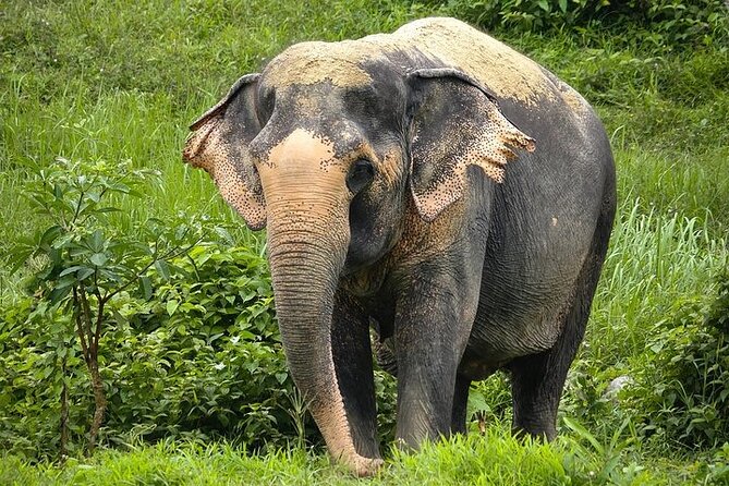 An Afternoon with the Elephants at Phuket Elephant Sanctuary - Walking the canopy route and meeting the elephants