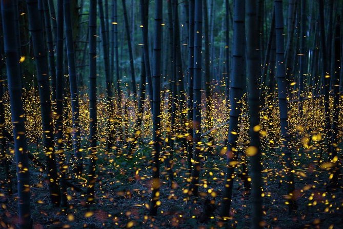 Bamboo Bicycle Tour in twilight: watch dancing Fireflies in Bangkok - Searching the riverbanks for fireflies