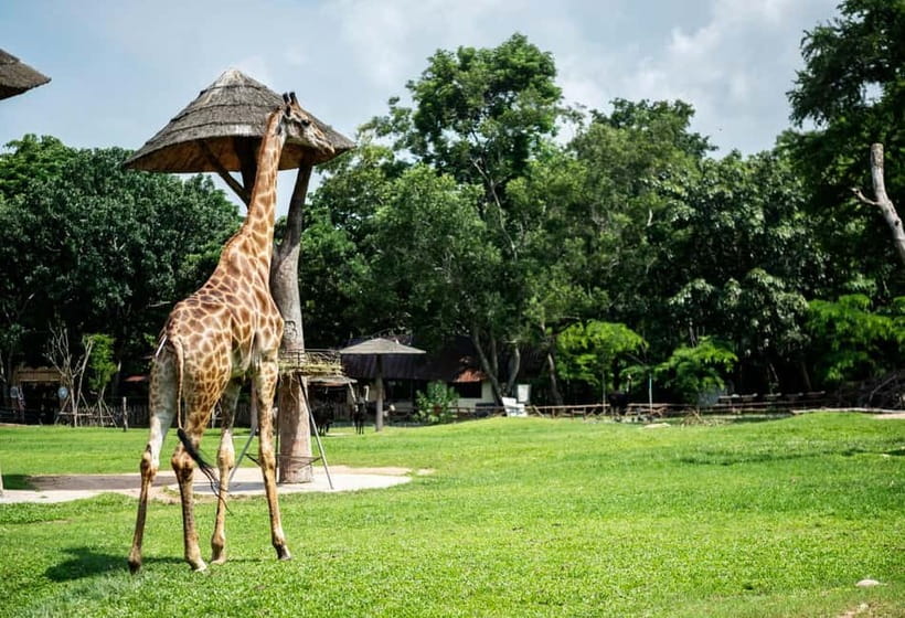 Bangkok/Pattaya: Khao Kheow Zoo Private Tour with Pickup - From Bangkok or Pattaya to Khao Kheow