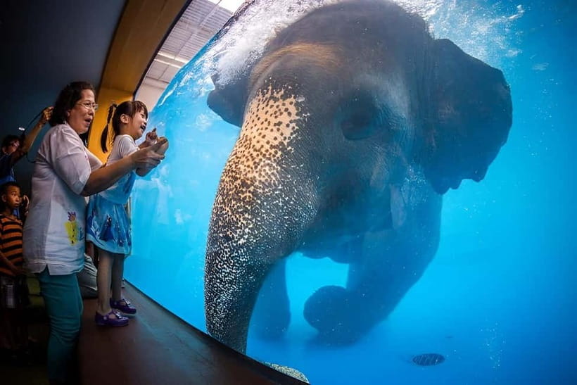 Bangkok/Pattaya: Khao Kheow Zoo Private Tour with Pickup - The Pink Zone, handled from your private car