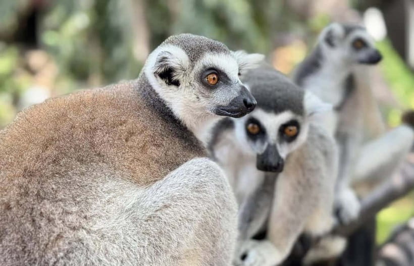 Bangkok/Pattaya: Khao Kheow Zoo Private Tour with Pickup - Feeding animals and making the visit personal