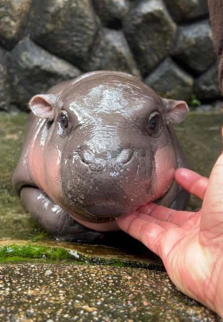 Bangkok/Pattaya: Khao Kheow Zoo Private Tour with Pickup - Is $64 per person good value?