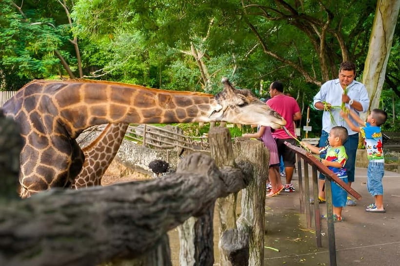 Bangkok/Pattaya: Khao Kheow Zoo Private Tour with Pickup - Moo Daeng and the zoo’s animal collection