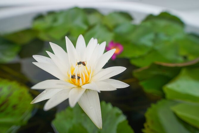 Bangkok Wat Pho and Flower Market Historical Walking Tour - Thai lunch near Tha Tien Pier