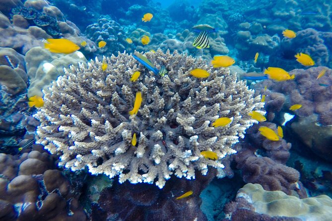 Best of Phi Phi Islands Snorkeling Tour from Phuket - Lunch on Phi Phi Don breaks up the water time
