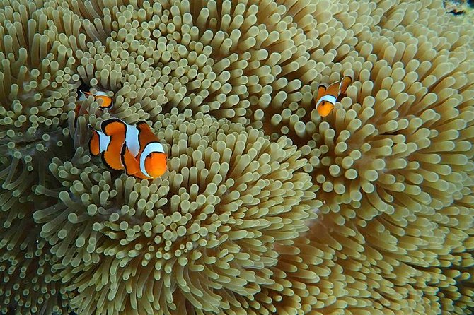 Best Seller - Surin Islands Snorkeling Trip from Khao Lak - The early start at Seastar pier