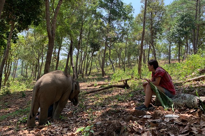 Care Pride Elephants: Full-Day Tour Experience - Meeting the Elephant Pride family in the mountains