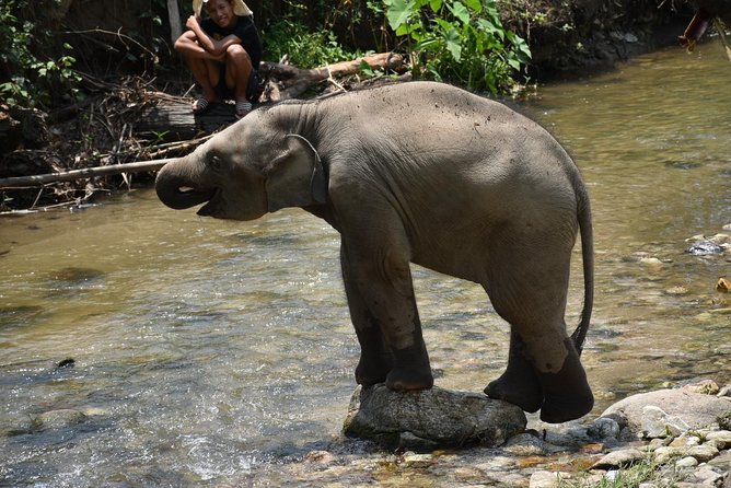 Care Pride Elephants: Full-Day Tour Experience - Feeding the elephants at close range