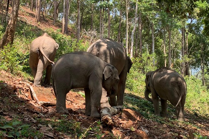 Care Pride Elephants: Full-Day Tour Experience - Mud bathing with the elephants