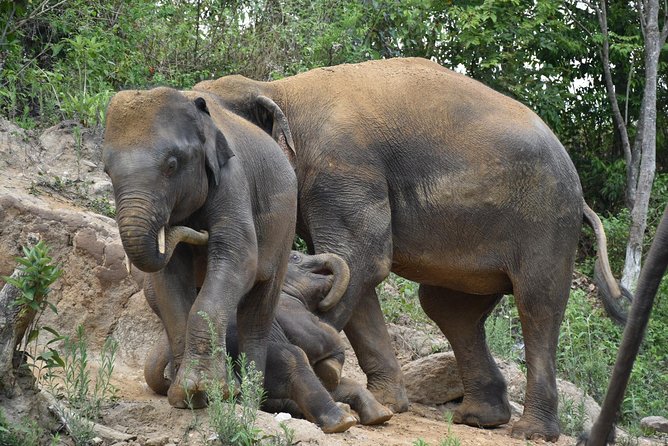 Care Pride Elephants: Full-Day Tour Experience - Why the small group matters