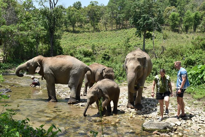 Care Pride Elephants: Full-Day Tour Experience - What the $91.31 price really covers