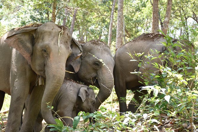 Care Pride Elephants: Full-Day Tour Experience - Who should book this day