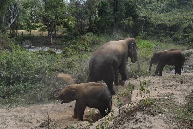 Care Pride Elephants: Full-Day Tour Experience - Walking through the hills and forest