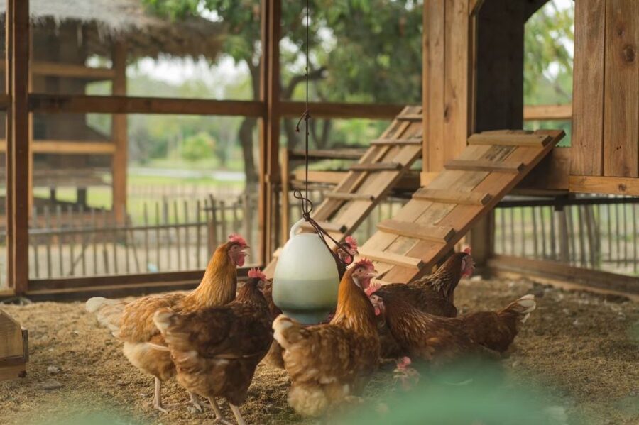 Chiang Mai: Authentic Cooking Class with Market & Farm Visit - Should you book Grandma’s Home Cooking School?