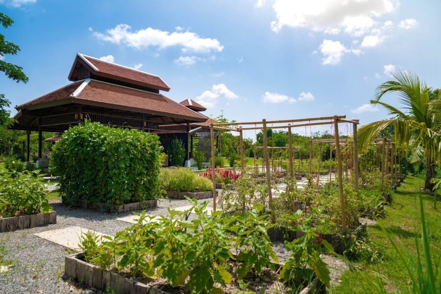 Chiang Mai: Authentic Cooking Class with Market & Farm Visit - A local market lesson in Thai ingredients
