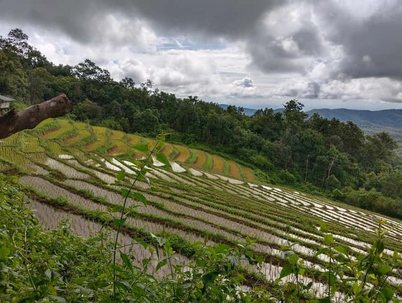 Chiang Mai Authentic Trekking - Coffee, fruit, and working farms