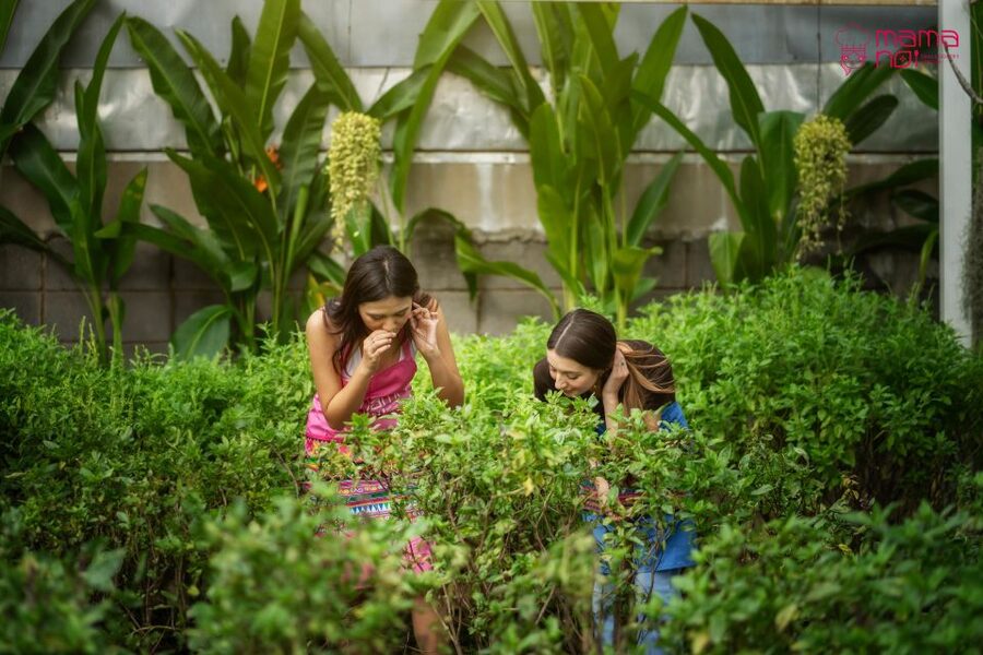 Chiang Mai: Cooking Class with Organic Farm at Mama Noi - Useful planning tips before you book