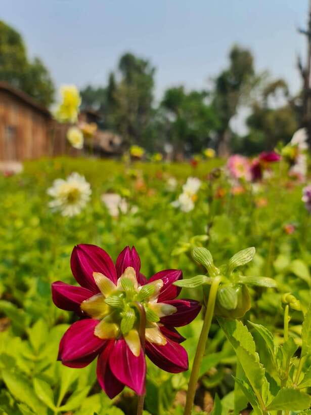 Chiang Mai: Dantewada Land of Angels & Sticky Waterfall Tour - A five-hour route from Chiang Mai