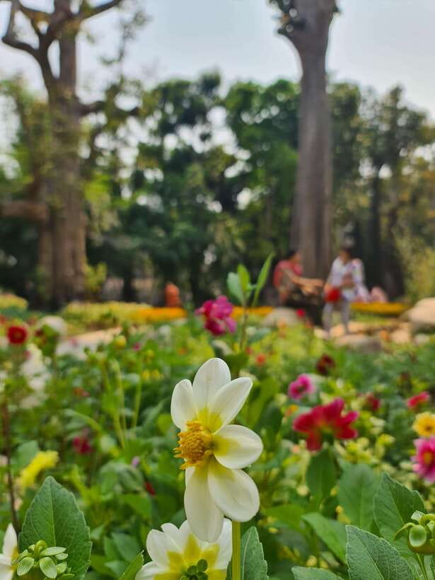 Chiang Mai: Dantewada Land of Angels & Sticky Waterfall Tour - Why the small group matters