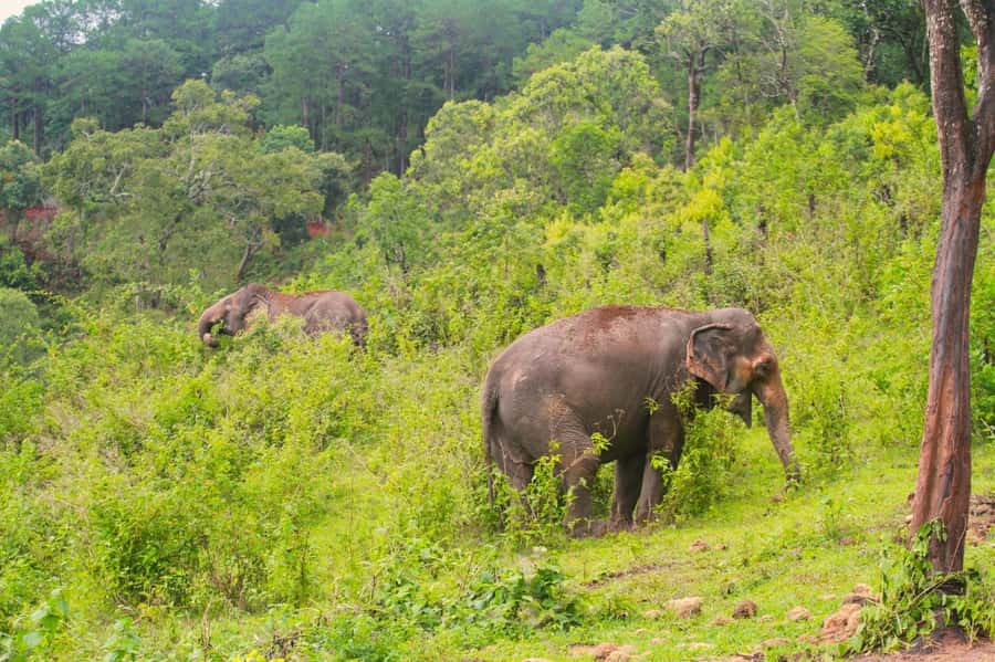 Chiang Mai: Day for Elephant Observation Only Half-day Trip - Why this sanctuary feels different