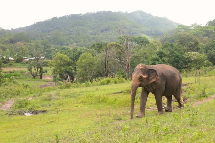 Chiang Mai: Day for Elephant Observation Only Half-day Trip - Cooking Pad Thai with the group