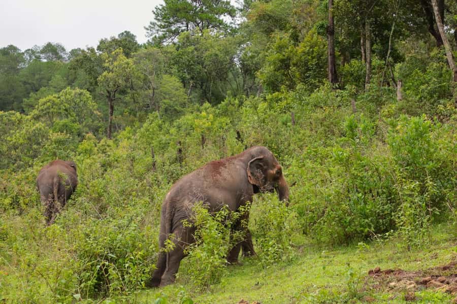 Chiang Mai: Day for Elephant Observation Only Half-day Trip - What the $46 price really buys you