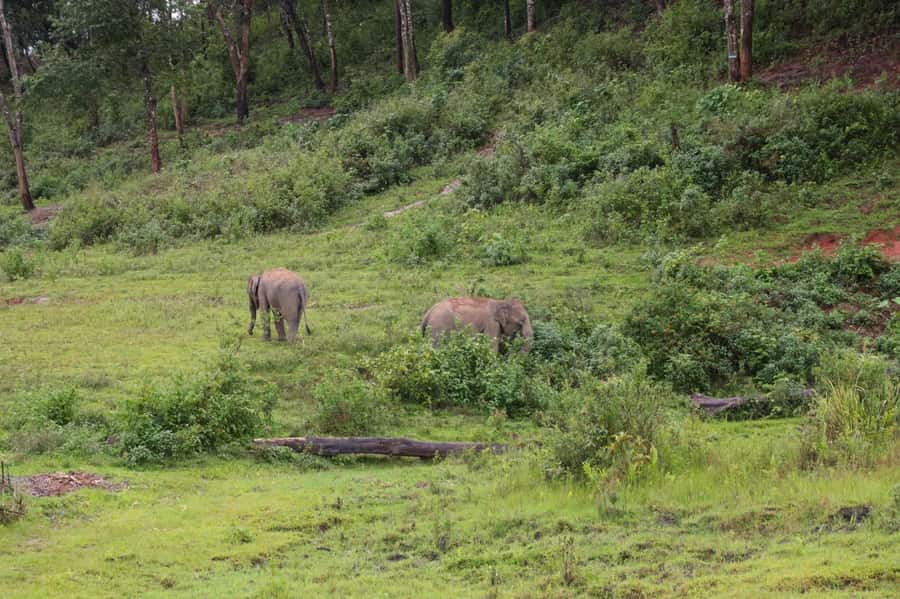 Chiang Mai: Day for Elephant Observation Only Half-day Trip - Six to seven hours, used well