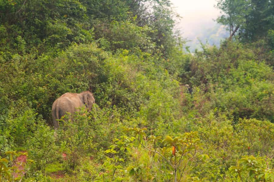 Chiang Mai: Day for Elephant Observation Only Half-day Trip - The mountain road from Chiang Mai