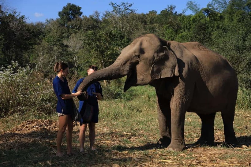 Chiang Mai: Doi Inthanon Hiking & Elephant Sanctuary Program - Why This Combines Two Big Chiang Mai Experiences