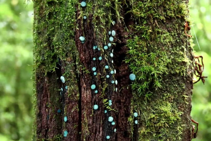 Chiang Mai: Doi Inthanon National Park and Kew Mae Pan Tour - Walking the 2.5-kilometer Kew Mae Pan Nature Trail