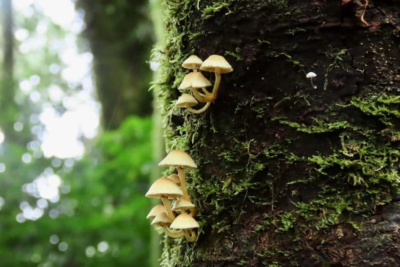 Chiang Mai: Doi Inthanon National Park and Kew Mae Pan Tour - Wachirathan Waterfall and the cool finish