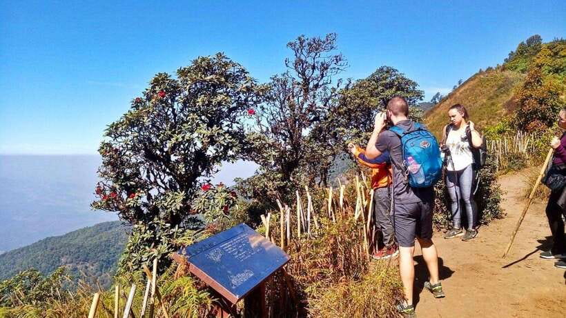 Chiang Mai:Doi Inthanon National Park & Hike at Kew Mae Pan - Reaching Thailand’s highest summit
