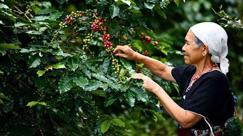 Chiang Mai: Doi Inthanon National Park Sightseeing Only - Key points at a glance