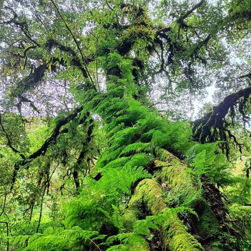 Chiang Mai: Doi Inthanon National Park & Waterfall Day Tour - Why Doi Inthanon makes a strong day from Chiang Mai
