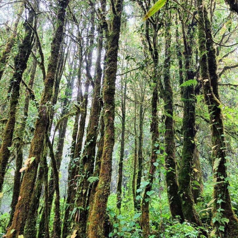 Chiang Mai: Doi Inthanon National Park & Waterfall Day Tour - The guides shape the experience