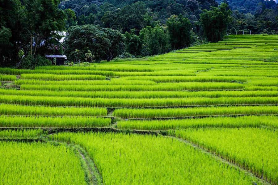 Chiang Mai: Doi Inthanon National Park, Waterfall & Lunch - What the guide adds to the day