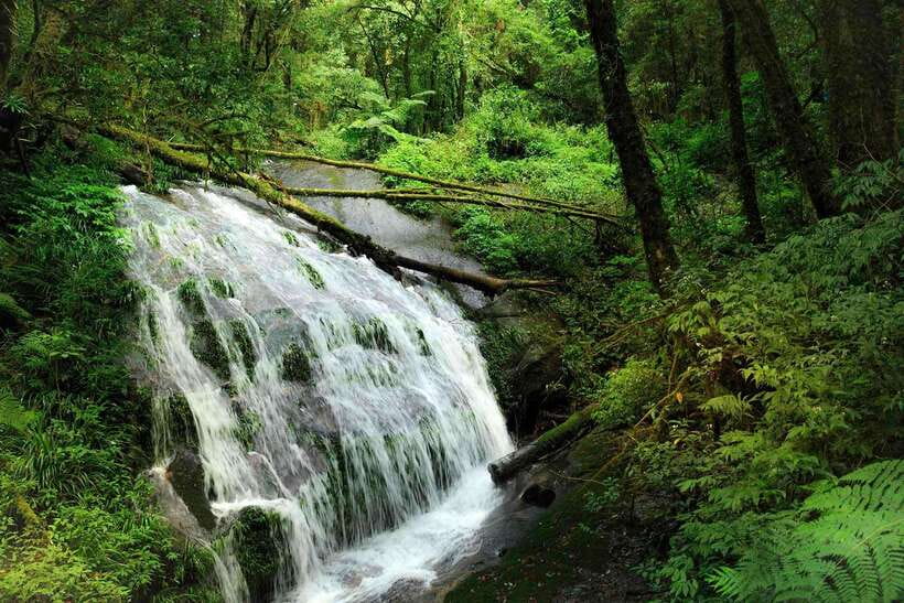 Chiang Mai: Doi Inthanon Park Tour & Kew Mae Pan Trail Hike - Lunch and the value of the $51 price