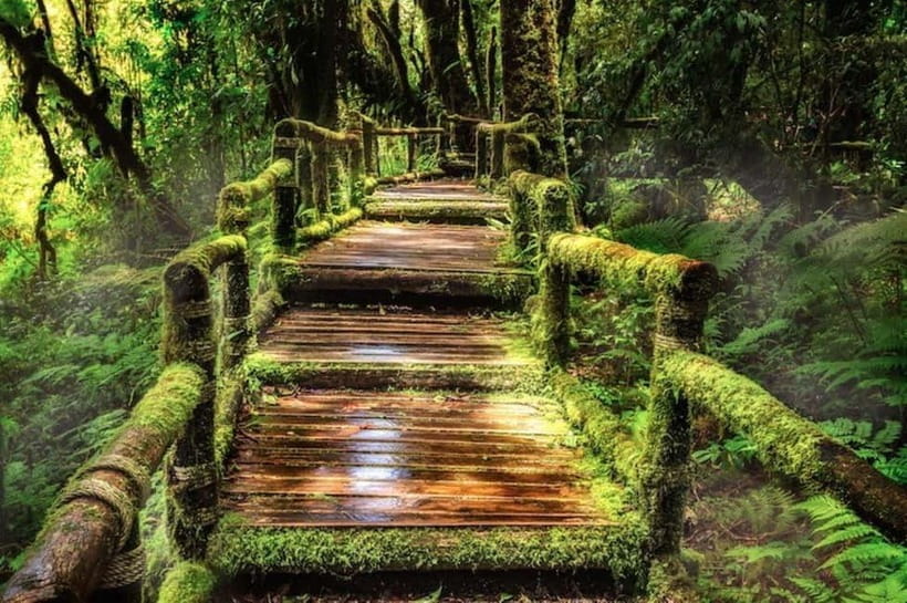 Chiang Mai Doi Inthanon Park Waterfall Pure Sightseeing Tour - Royal Twin Pagodas and the mountain gardens